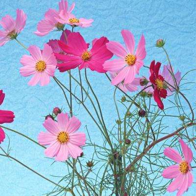 皇冠welcome下载app下载